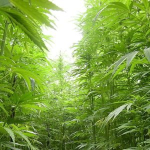Industrial Hemp