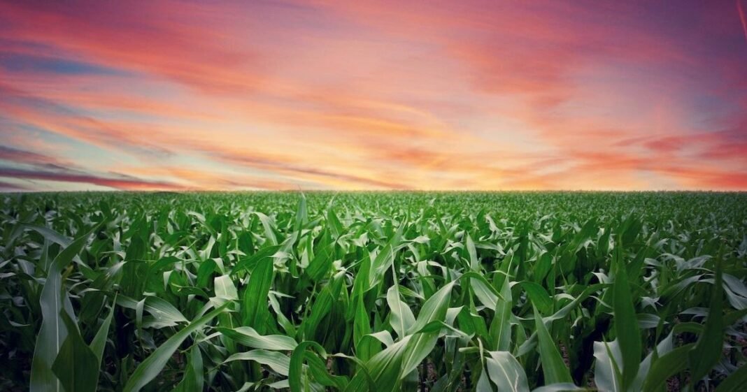 Carbon Offset Credits in Canada: A Guide to Sustainable Impact Through Verified Offset