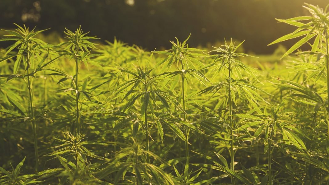 Canadian hemp farmers