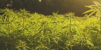 Carbon Credits for Canadian Hemp Farmers and Processors Canadian hemp farmers