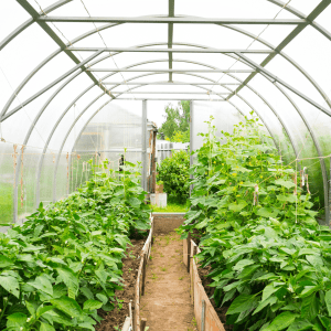 greenhouse growers program